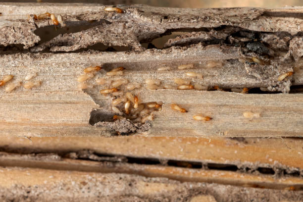Reliable Lake Of The Woods, AZ Pest Control Solutions